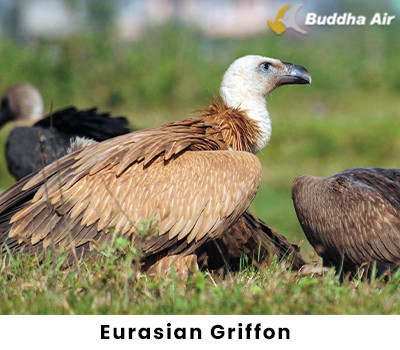 Eurasian Griffon